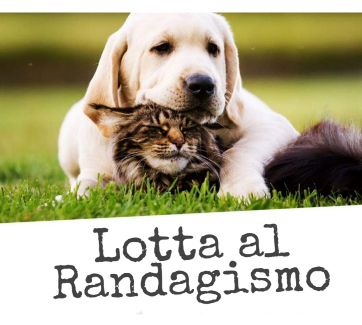 titolo immagine