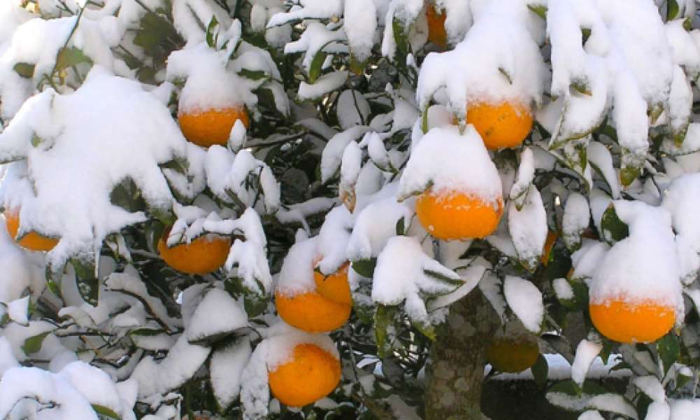 Gelate 8 e 9 aprile 2021